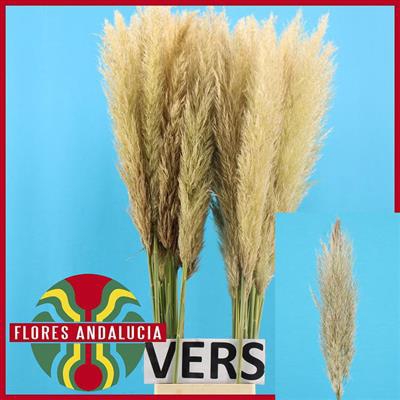 <h4>CORTADERIA EVITA 110 cm -ESP- =15=</h4>