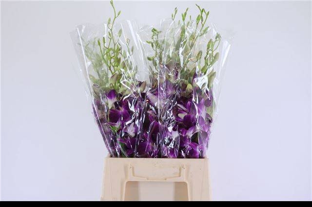 <h4>ORCHID OV GEM BS</h4>