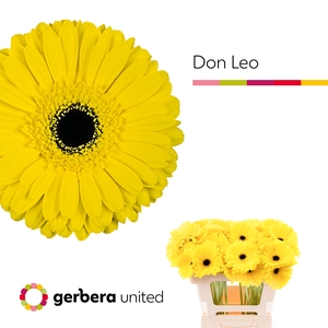 Gerbera Don Leo Water