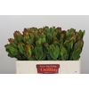 Leucadendron Laurel Yellow