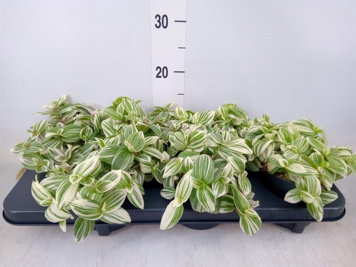 <h4>Tradescantia   ...</h4>