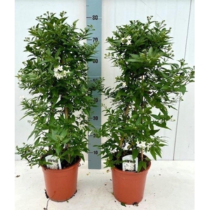 Solanum jasminoides