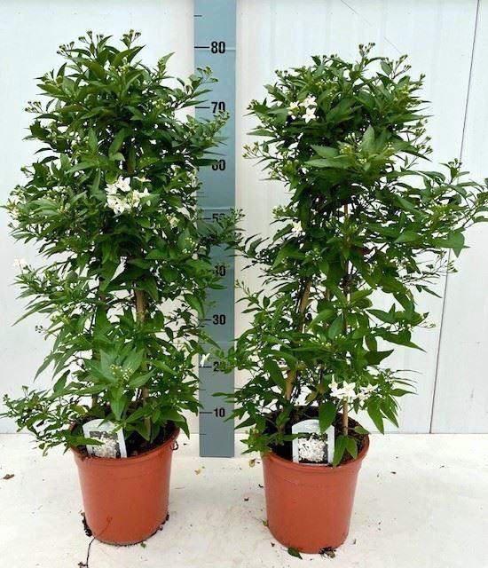 <h4>Solanum jasminoides</h4>
