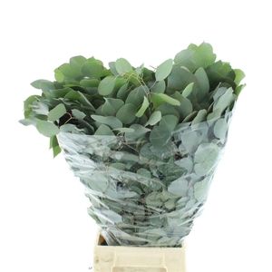 EUC POLYANTHEMO P BS