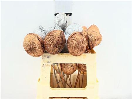 <h4>Cocos Noot Op Stok</h4>