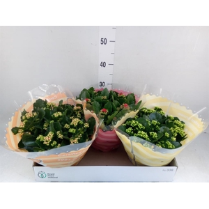 Kalanchoe blos.   ..rosebud mix  4