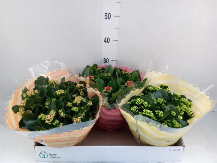 <h4>Kalanchoe blos.   ..rosebud mix  4</h4>