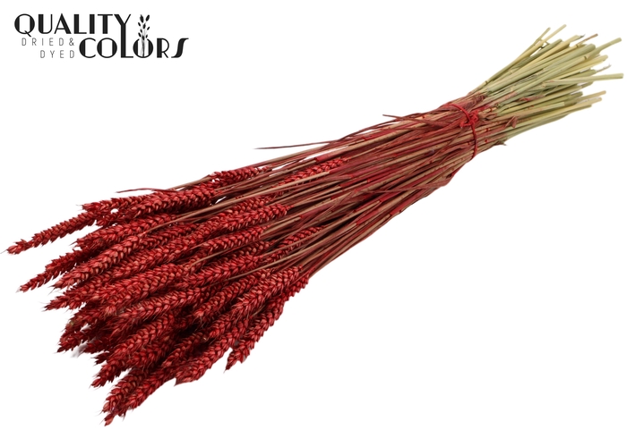 <h4>Triticum per bunch Red</h4>