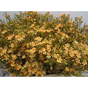 Chame Ofir Apricot