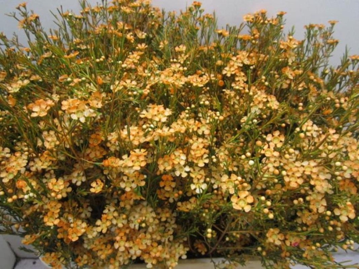 <h4>Chame Ofir Apricot</h4>