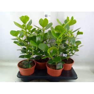 Clusia rosea 'Princess'