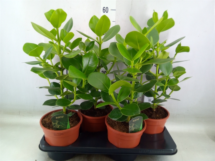 <h4>Clusia rosea 'Princess'</h4>