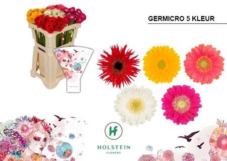 <h4>Ge Na Germicro Gem</h4>