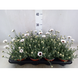 Rhodanthemum  'Casablanca'