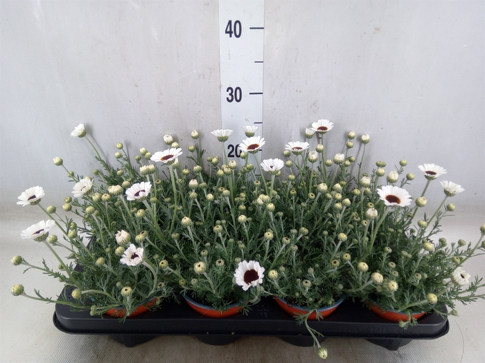 <h4>Rhodanthemum  'Casablanca'</h4>