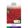 Aronia arbutifolia