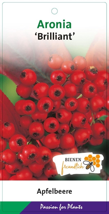 Aronia arbutifolia