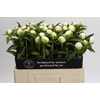 Paeonia Duchesse De Nemours