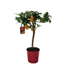 Citrus hystrix