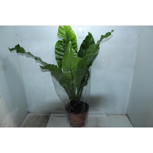 ASPLENIUM NIDUS P24