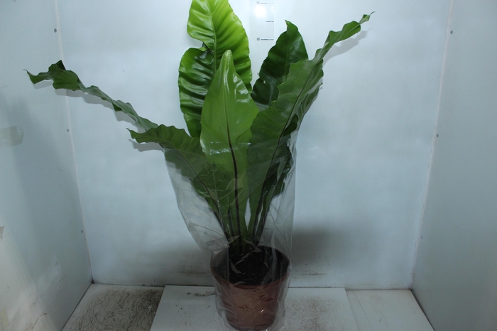 <h4>ASPLENIUM NIDUS P24</h4>