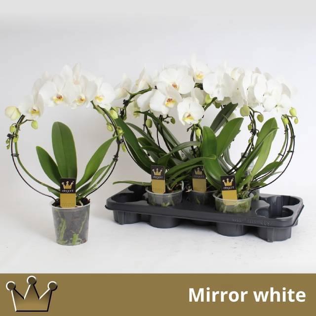 <h4>PHAL EL CASCADE</h4>