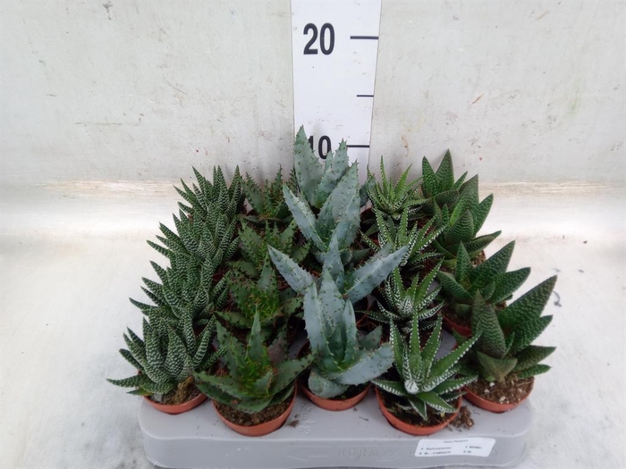 <h4>Aloe   ...mix</h4>