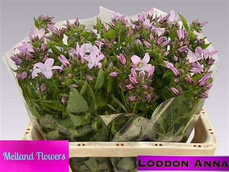 <h4>Campanula Lactiflora</h4>