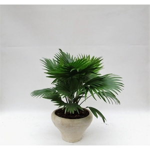 Livistona rotundifolia hoedje cremé met schors