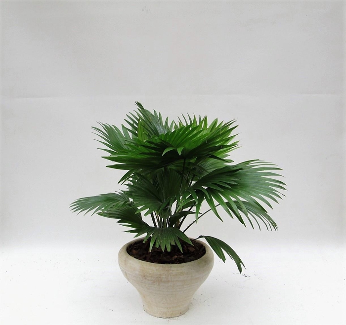 <h4>Livistona rotundifolia hoedje cremé met schors</h4>