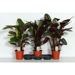 Calathea   ...mix