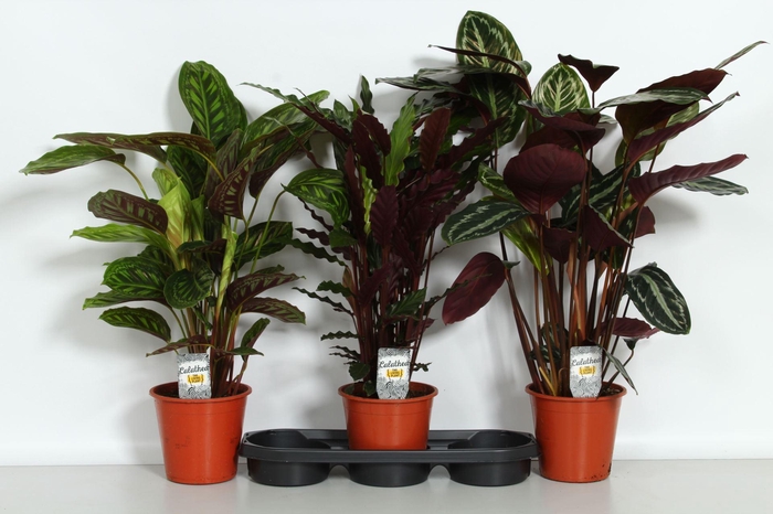 <h4>Calathea ...mix</h4>