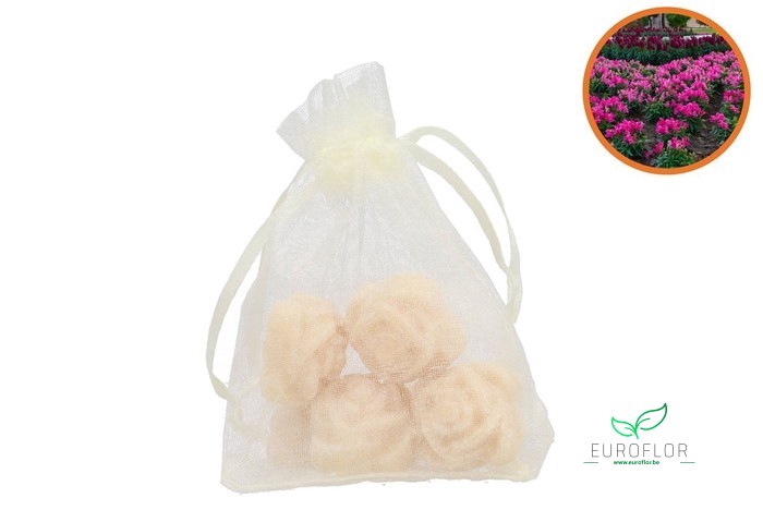 AMBER ROSE MINI SULTAN 4PCS