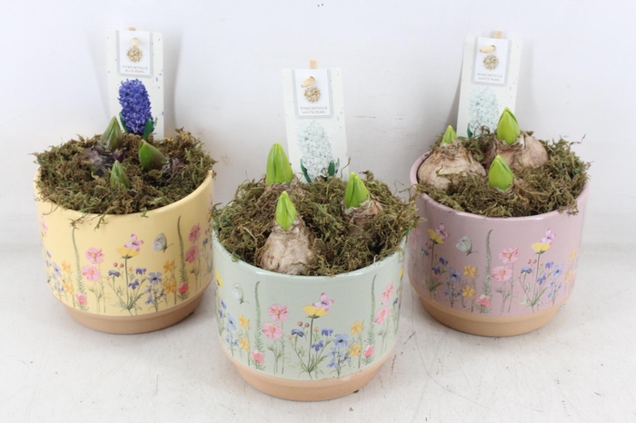 <h4>arr4 Hyacint FL - Keramiek blooming mix x6</h4>