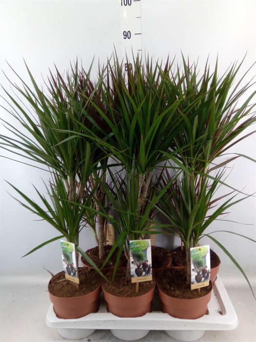 <h4>Dracaena   ...mix</h4>