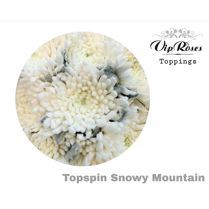 <h4>Chr G Topspin Snowy Mountain</h4>