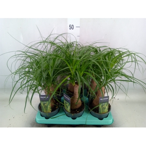Beaucarnea recurvata