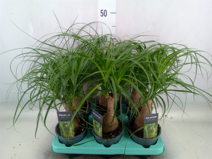 <h4>Beaucarnea recurvata</h4>