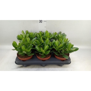 Crassula  'Magical Tree'