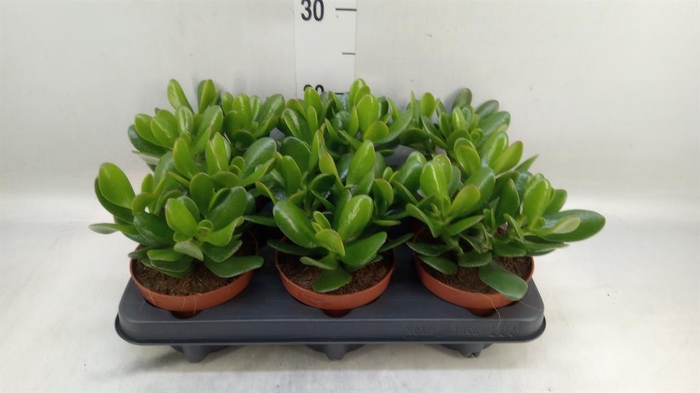 <h4>Crassula  'Magical Tree'</h4>