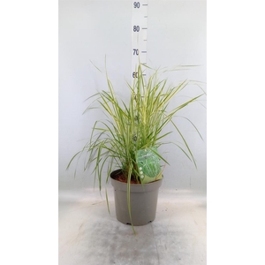 Calamagrostis acutifl. 'Overdam'