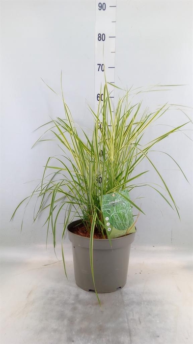 <h4>Calamagrostis acutifl. 'Overdam'</h4>