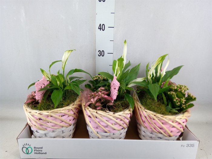 <h4>Arr.   Planten L%</h4>