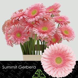 Gerbera Romella Water X40 Lang