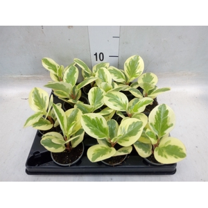 Peperomia