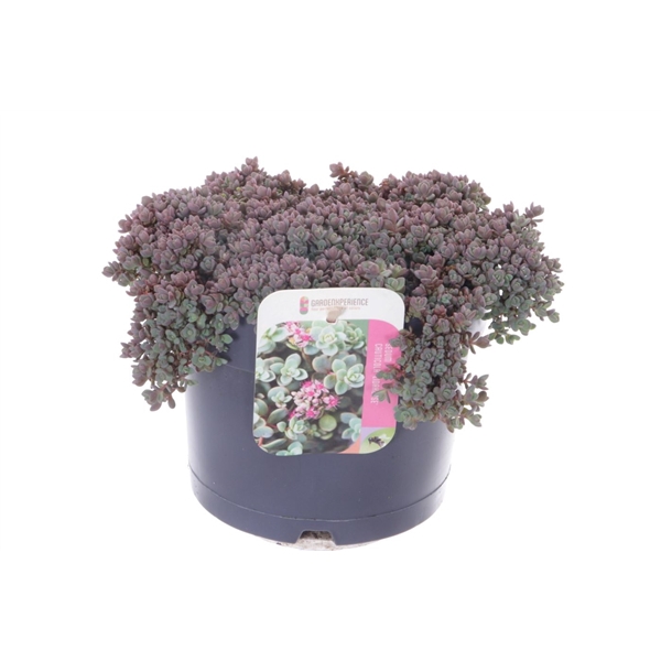 <h4>Sedum cauticola Lidakense</h4>