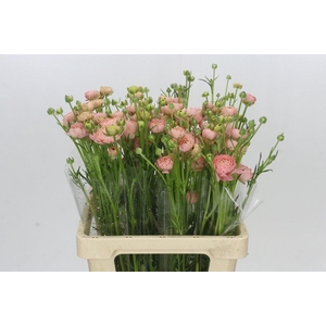 Ranunculus Natura Moderna Riviera