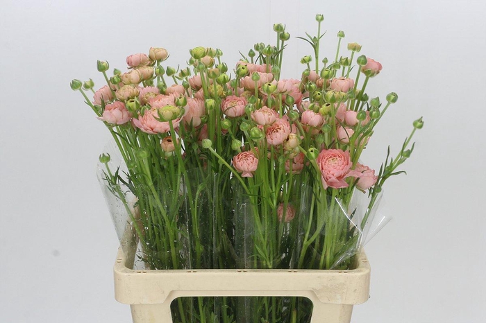 <h4>Ranunculus Natura Moderna Riviera</h4>