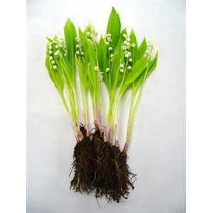 LELIE DER DALEN/CONVALLARIA X10