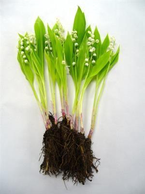 <h4>LELIE DER DALEN/CONVALLARIA X10</h4>